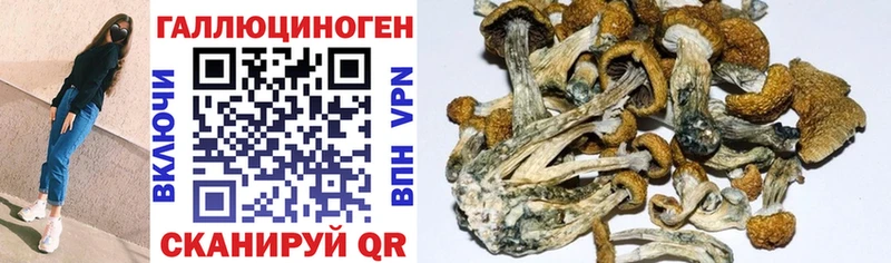 Псилоцибиновые грибы Psilocybe  Оленегорск 